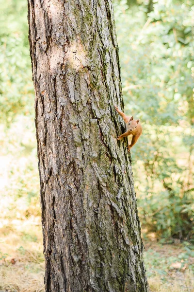 森の中の木に赤いリスが座っている 小さな哺乳動物はレンズを通して見えます 高品質の写真 — ストック写真