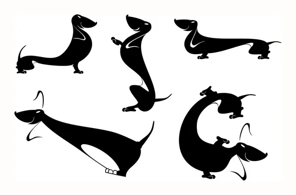 dachshund kümesi