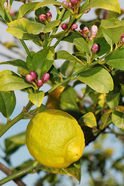 Rijp citroen met citroen blossoms — Stockfoto