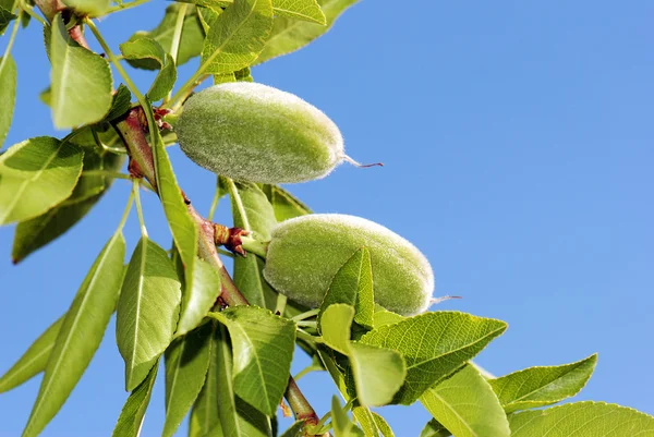 Almonds at tree — Stock Photo, Image