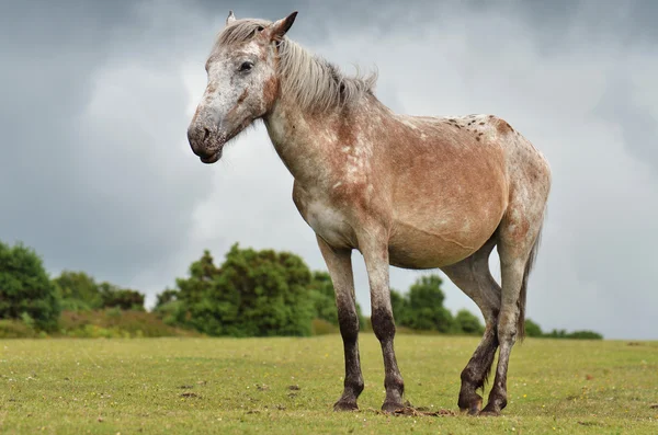 New-Forest-Pony im New Forest, england — Stockfoto