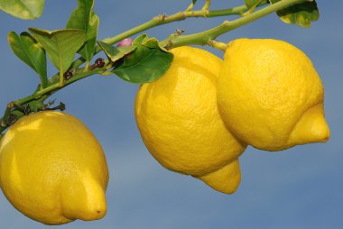 olgun limon