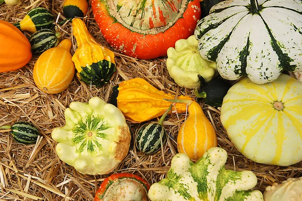 Verscheidenheid van decoratieve pompoenen — Stockfoto