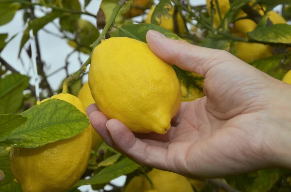 Raccolta di limone maturo — Foto Stock