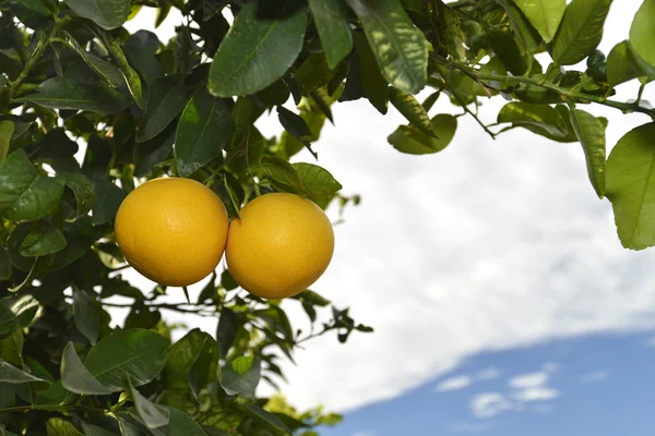 Two ripe grapefruits at tree — Stock Photo, Image