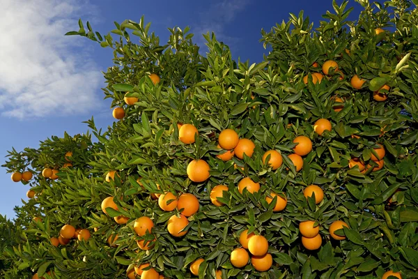 Orangenbaum — Stockfoto