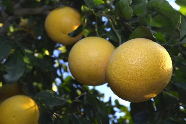 Rijp grapefruits op boom — Stockfoto