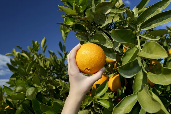 Hand picking orange from tree — Stock Photo, Image