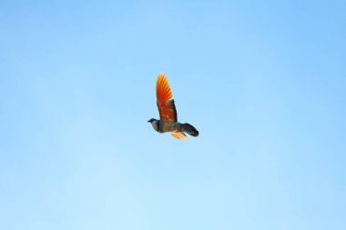 çok renkli kuşlar yaz akşamı gökyüzüne karşı uçuyorlar.