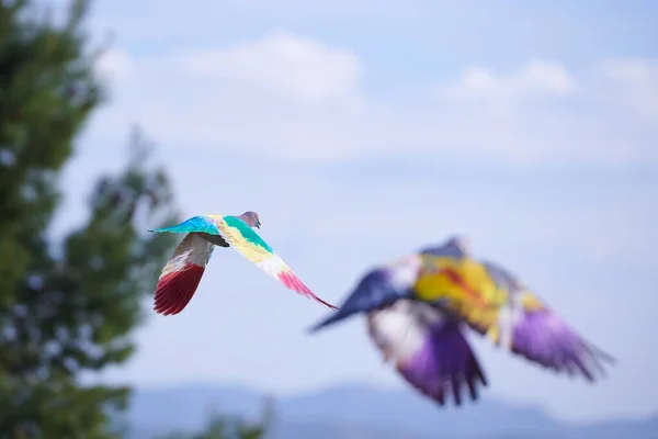 Çok Renkli Kuşlar Yaz Akşamı Gökyüzüne Karşı Uçuyorlar — Stok fotoğraf