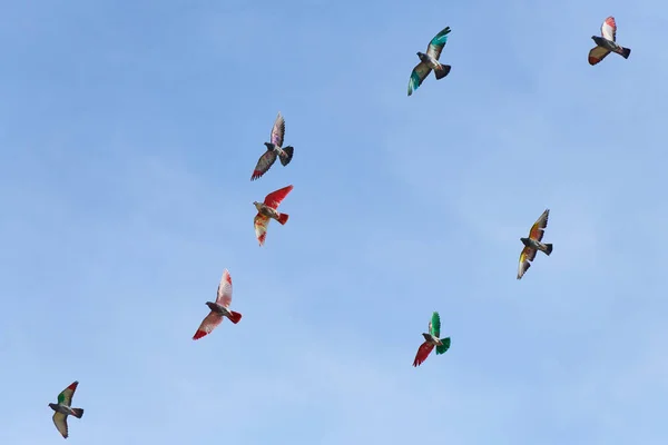 Pássaros Multicoloridos Voando Noite Verão Contra Céu — Fotografia de Stock