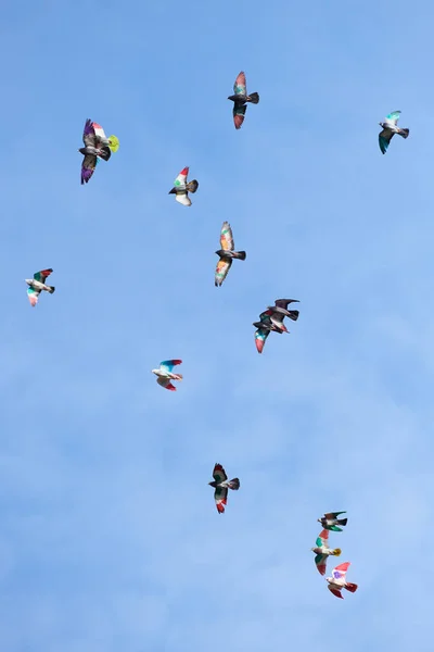 Pássaros Multicoloridos Voando Noite Verão Contra Céu — Fotografia de Stock