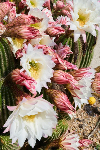 Cactus Echinopsis Spachiana Florescendo — Fotografia de Stock