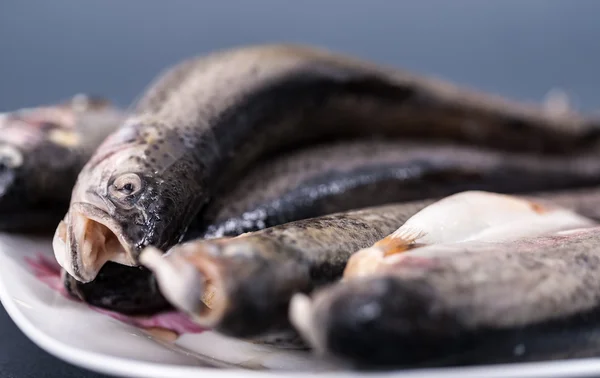 Fresh trout on a plate — Stock Photo, Image