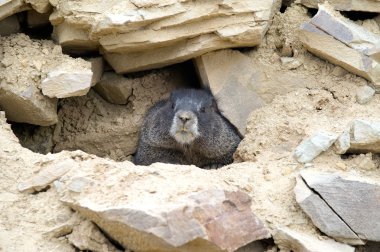 Gopher (geomyidae) head protruding from amongst rocks, CO, US clipart