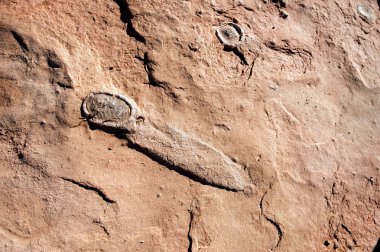 Fossilized dinosaur eggs, AZ, US clipart