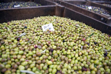 Yeşil Zeytin işleme içine yağı, İspanya