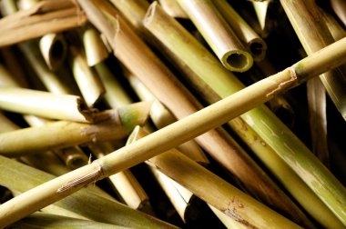 kesim nehir cane ya da bambu