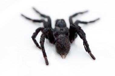 arka taraftan görülen siyah Avrupa tarantula