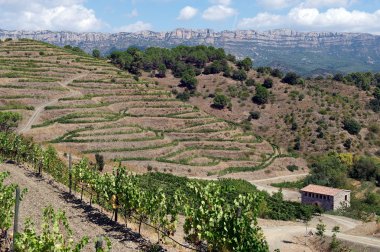 Organik bağ içinde priorat (aka priorato), İspanya