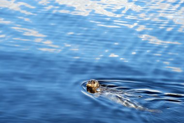 Speckled seal swimming in sea, Prince Rupert, BC, Canada clipart