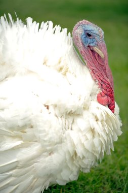 White, male turkey clipart