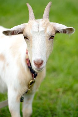 bir kurşun Evcil keçi