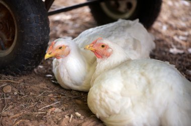 White leghorn pullets taking shelter under a cart clipart