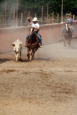 Boğa, tx, Kementleme Meksikalı charros kovboy bizi