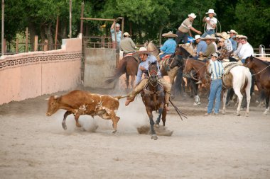 Boğa, tx, güreş Meksikalı charros Süvari bize