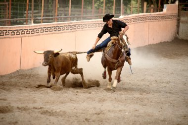 Boğa, tx, güreş Meksikalı charros Süvari bize