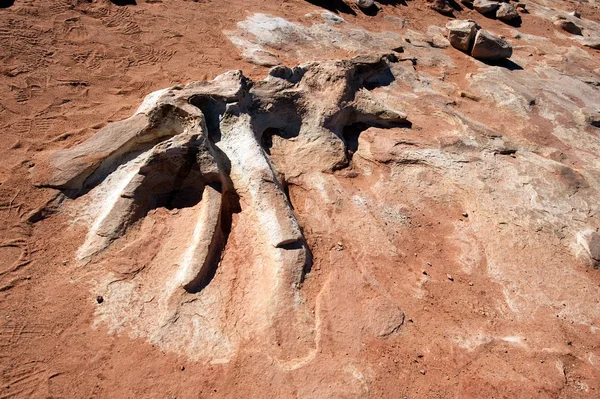 Esqueleto de dinosaurio fosilizado, AZ, EE.UU. — Foto de Stock