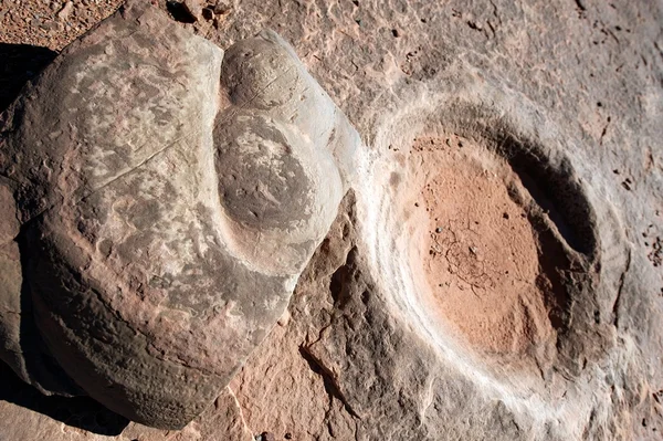 Estiércol de dinosaurio fosilizado, AZ, EE.UU. — Foto de Stock
