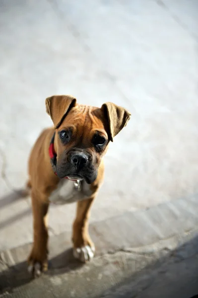 Female boxer puppy looking lonely or sad — Stock Photo, Image