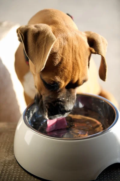 Female boxer puppy licking her bowl clean after a meal