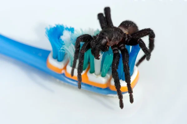 Tarantula on toothbrush, illustrating bad breath or morning breath — Stock Photo, Image