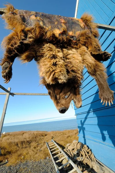 Grizzlybjörn kasta hängande till torr, barrow, alaska, oss — Stockfoto