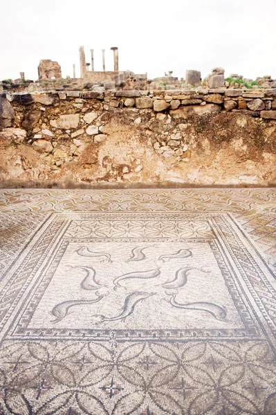 Roman marble mosaic at Volubilis, N Morocco — Stock Photo, Image