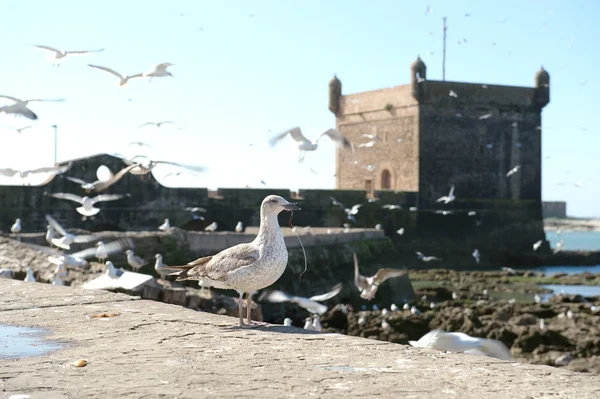 老葡堡和海鸥，索维拉，摩洛哥 — 图库照片