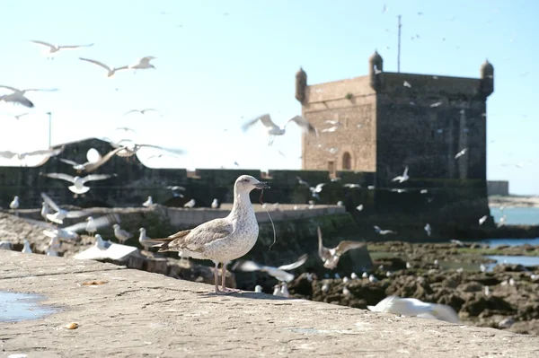 Vieux fort portugais et mouettes, Essaouira, Maroc — Photo