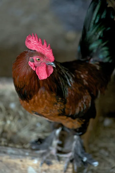 Szabad tartású termelési vörös kakas vagy a kiskakas — Stock Fotó