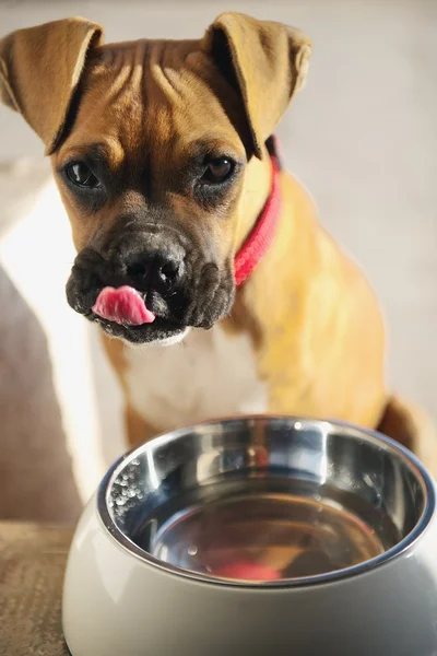 Vrouwelijke bokser pup met kom, likken haar lippen na een maaltijd Rechtenvrije Stockafbeeldingen