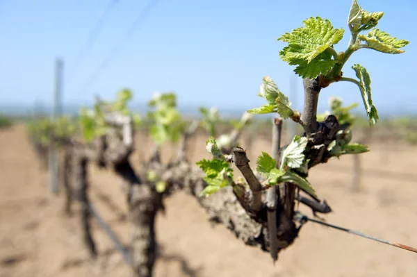 Spring groene scheuten op volwassen druif wijnstokken, Spanje Rechtenvrije Stockafbeeldingen