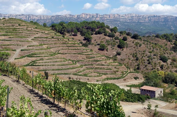 Organische wijngaard in priorat (aka priorato), Spanje Stockfoto