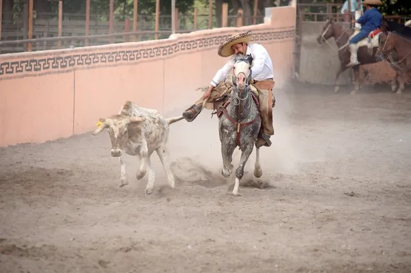 Mexikanska charros horseman brottning bull, tx, oss Royaltyfria Stockbilder