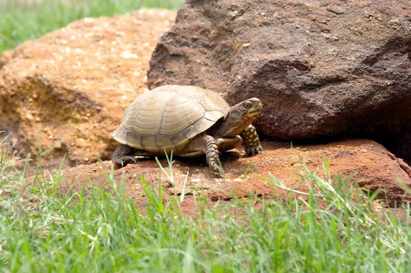 Tortuga caja de tres dedos —  Fotos de Stock