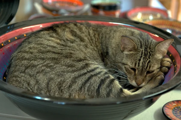 猫心满意足地睡在碗、 圣安吉洛，tx，我们 — 图库照片