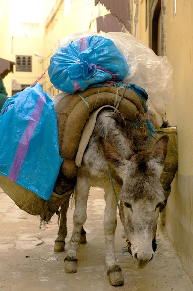 Laden pack asino, Marrakech, Marocco — Foto Stock