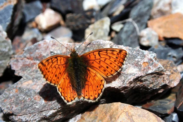 Butterfly in Tien Shan Mountains, Kyrgyzstan — Stock Photo, Image