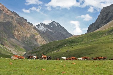 atları ashukashka suu Vadisi, tien Tanrı Dağları, Kırgızistan